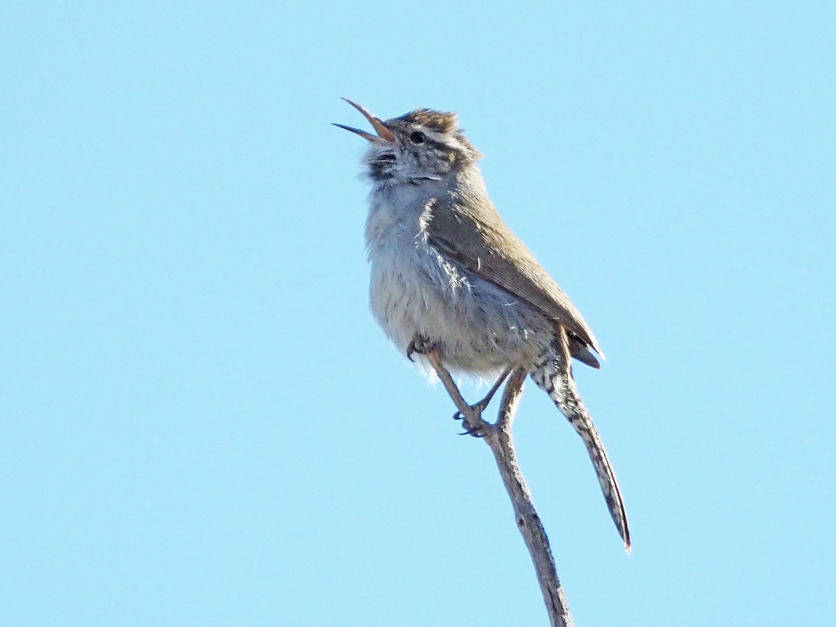 Bewick's Wren - ML637280401