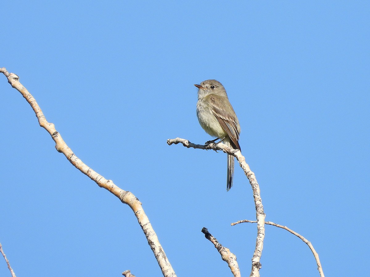 Dusky Flycatcher - ML637280444