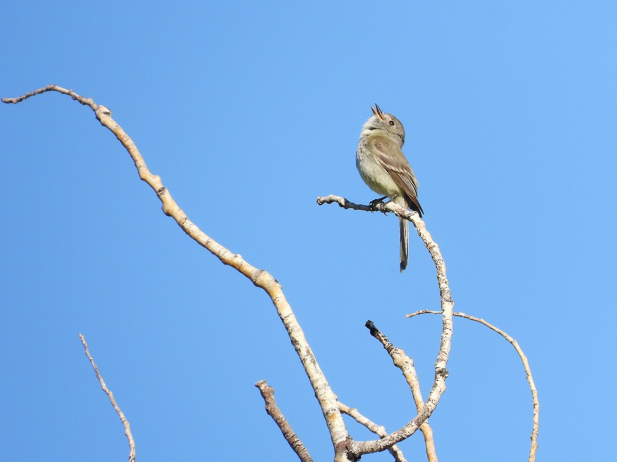 Dusky Flycatcher - ML637280445