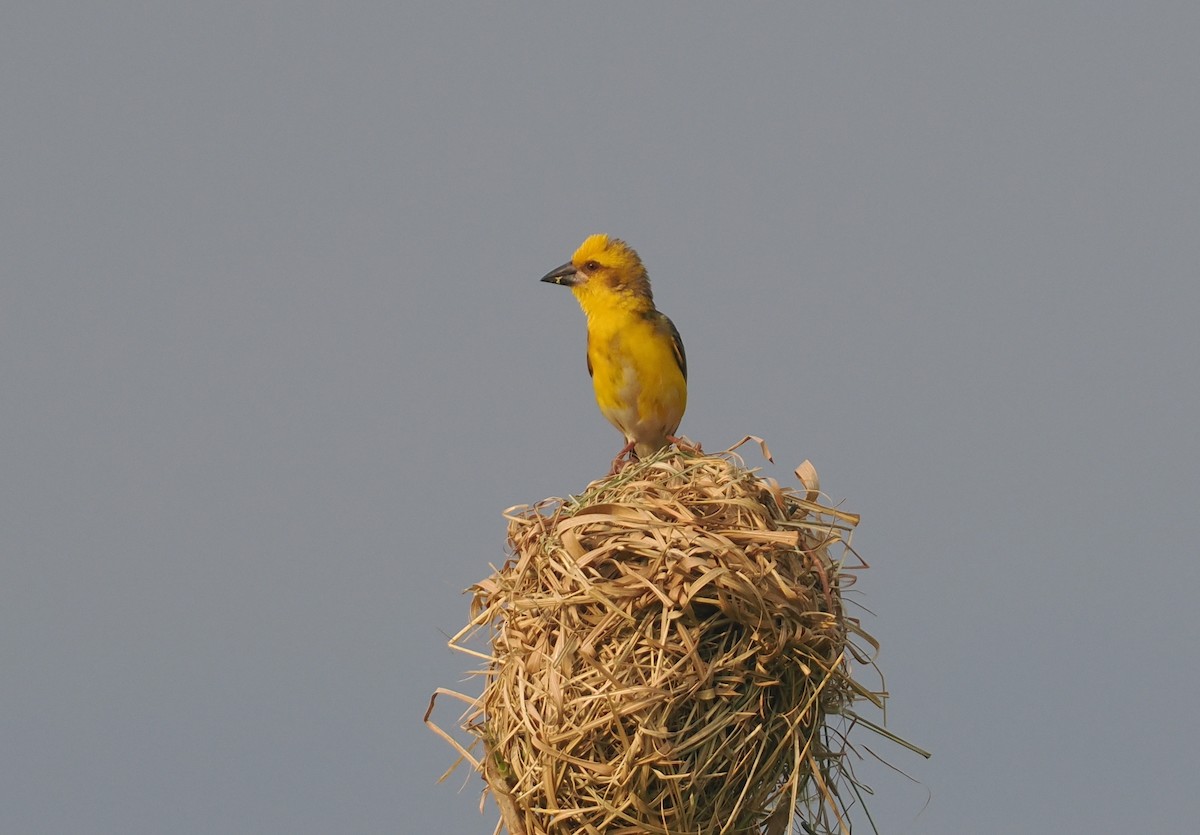 Finn's Weaver - ML637280452