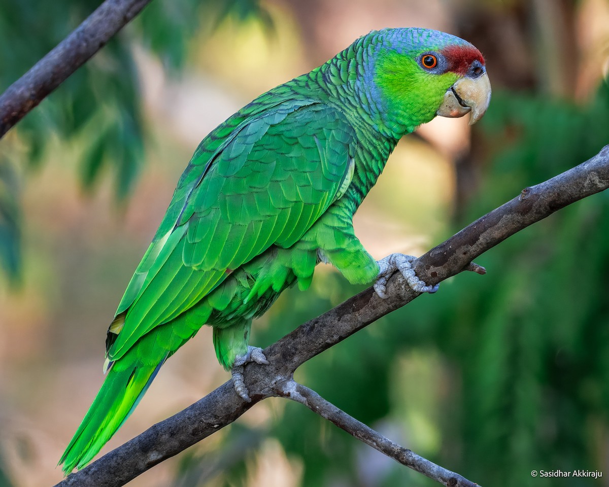 Lilac-crowned Amazon - ML637280557