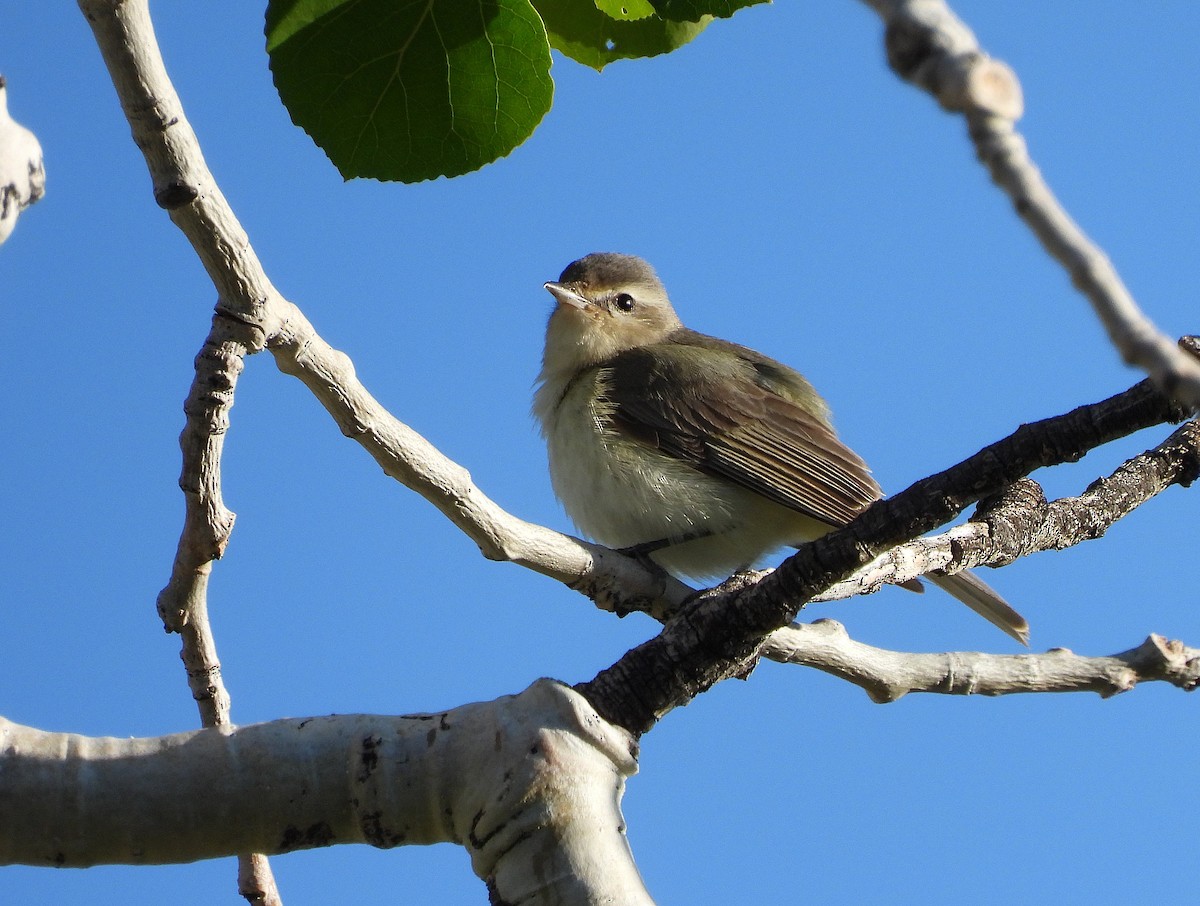 Warbling Vireo - ML637280571