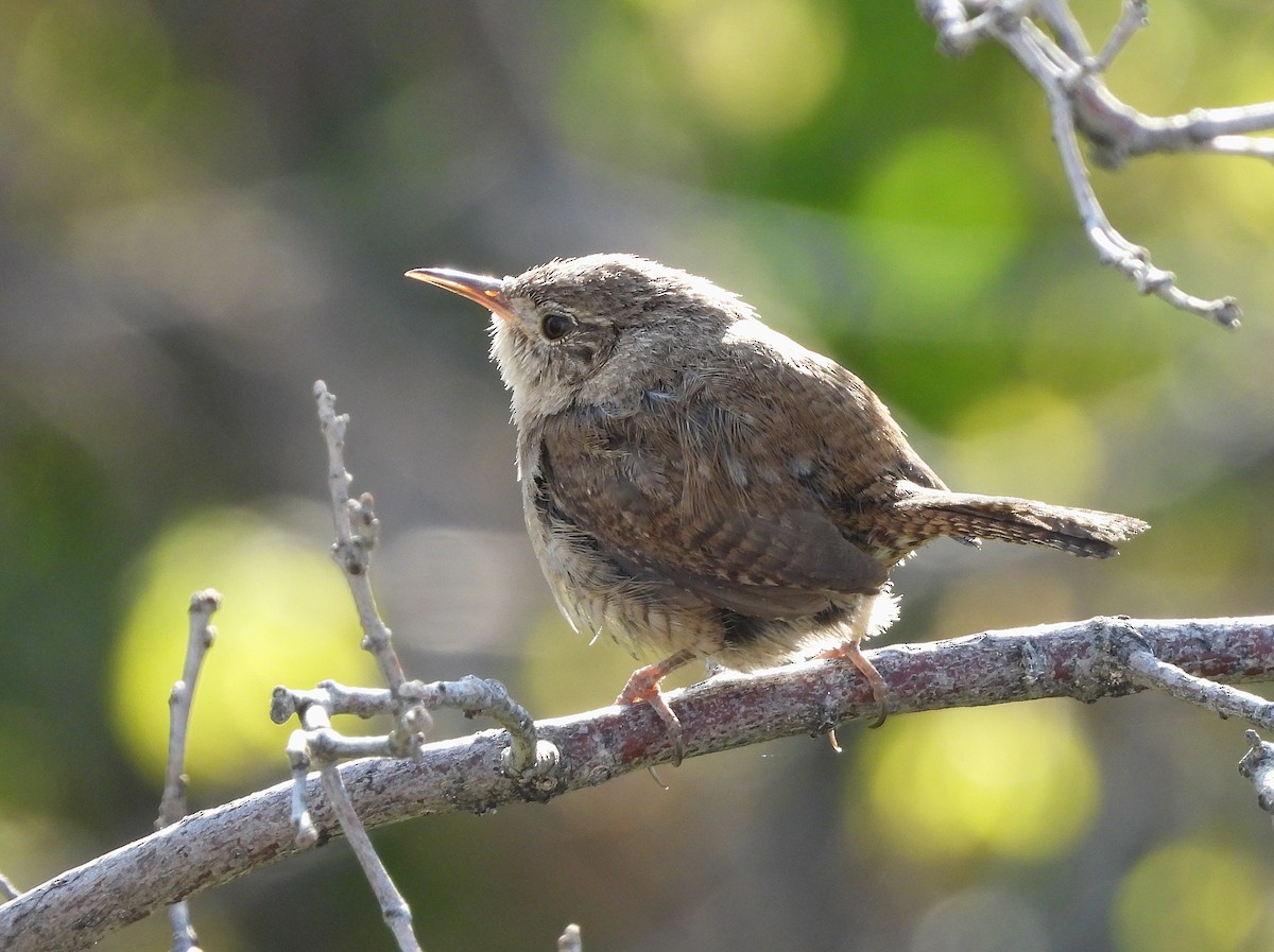 Northern House Wren - ML637280581