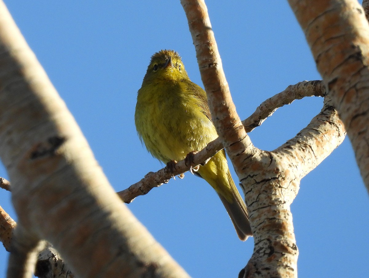 Orange-crowned Warbler - ML637280608