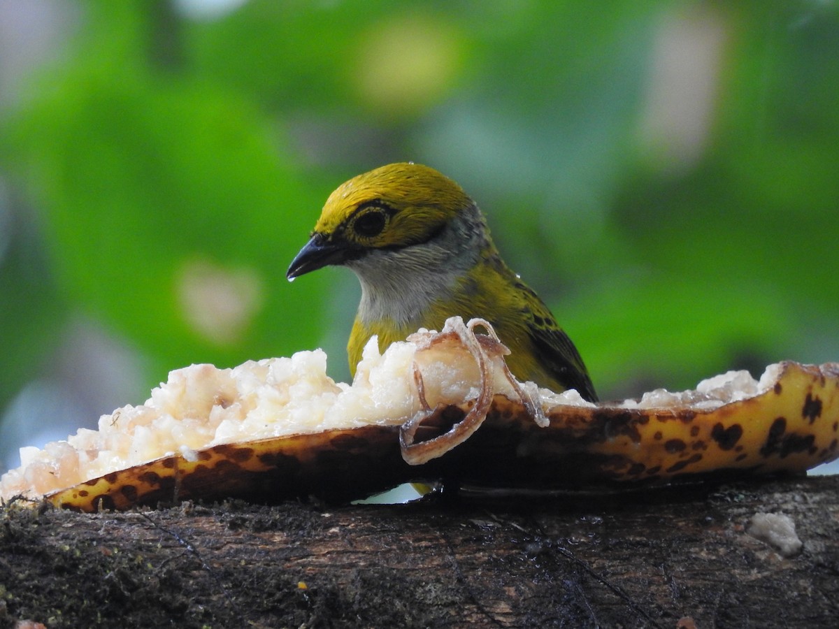 Silver-throated Tanager - ML637280623