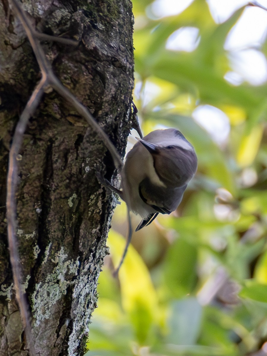 Brown-headed Nuthatch - ML637280637