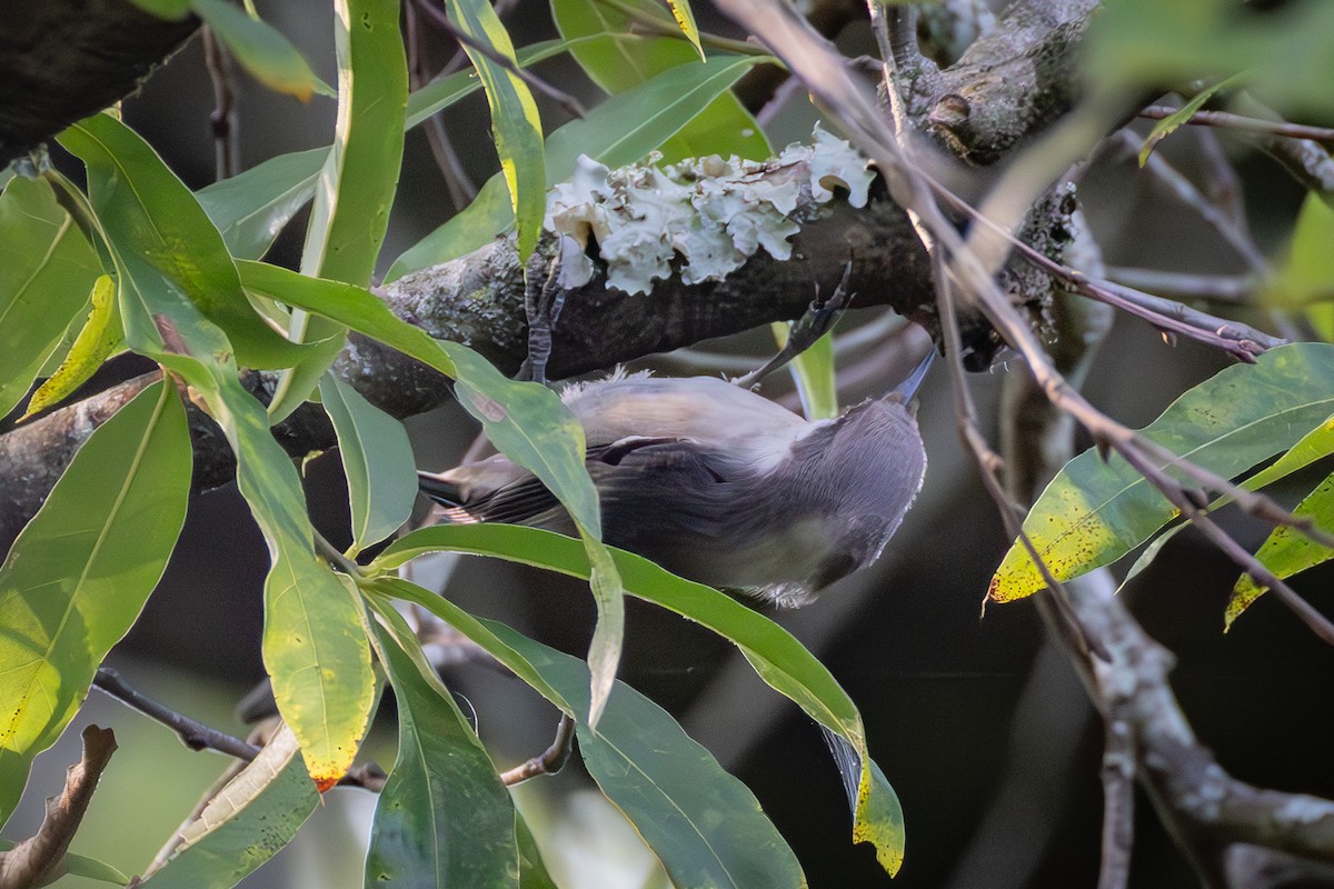 Brown-headed Nuthatch - ML637280638