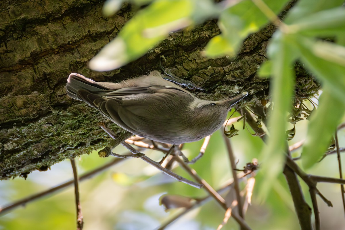 Brown-headed Nuthatch - ML637280639