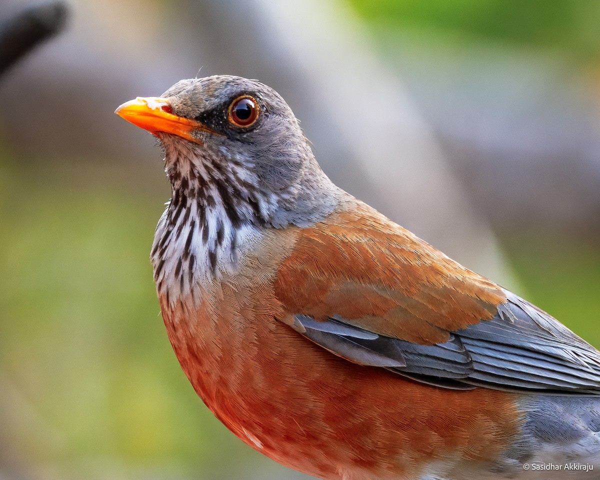 Rufous-backed Robin - ML637280642