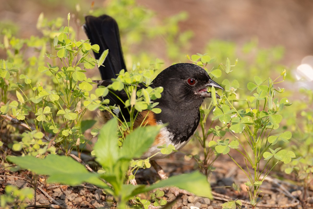 Eastern Towhee - ML637280648