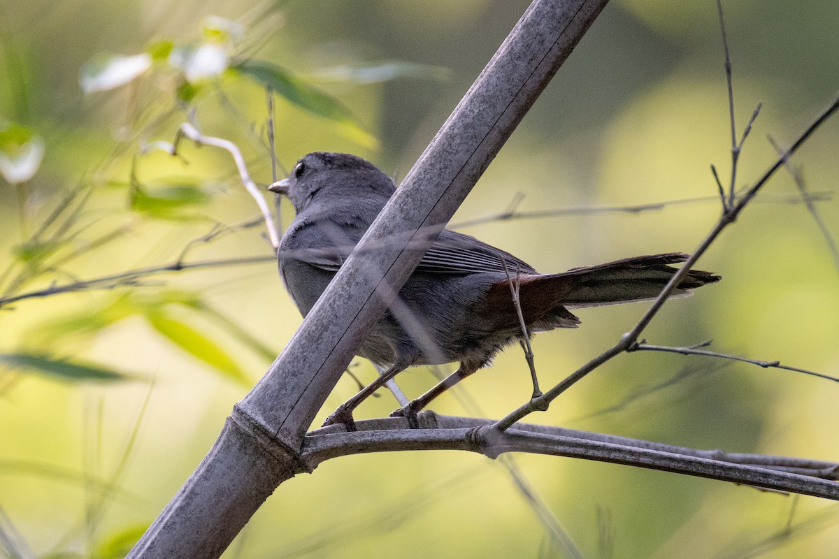 Gray Catbird - ML637280659