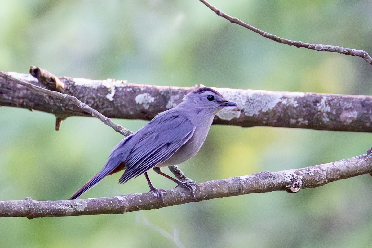 Gray Catbird - ML637280661