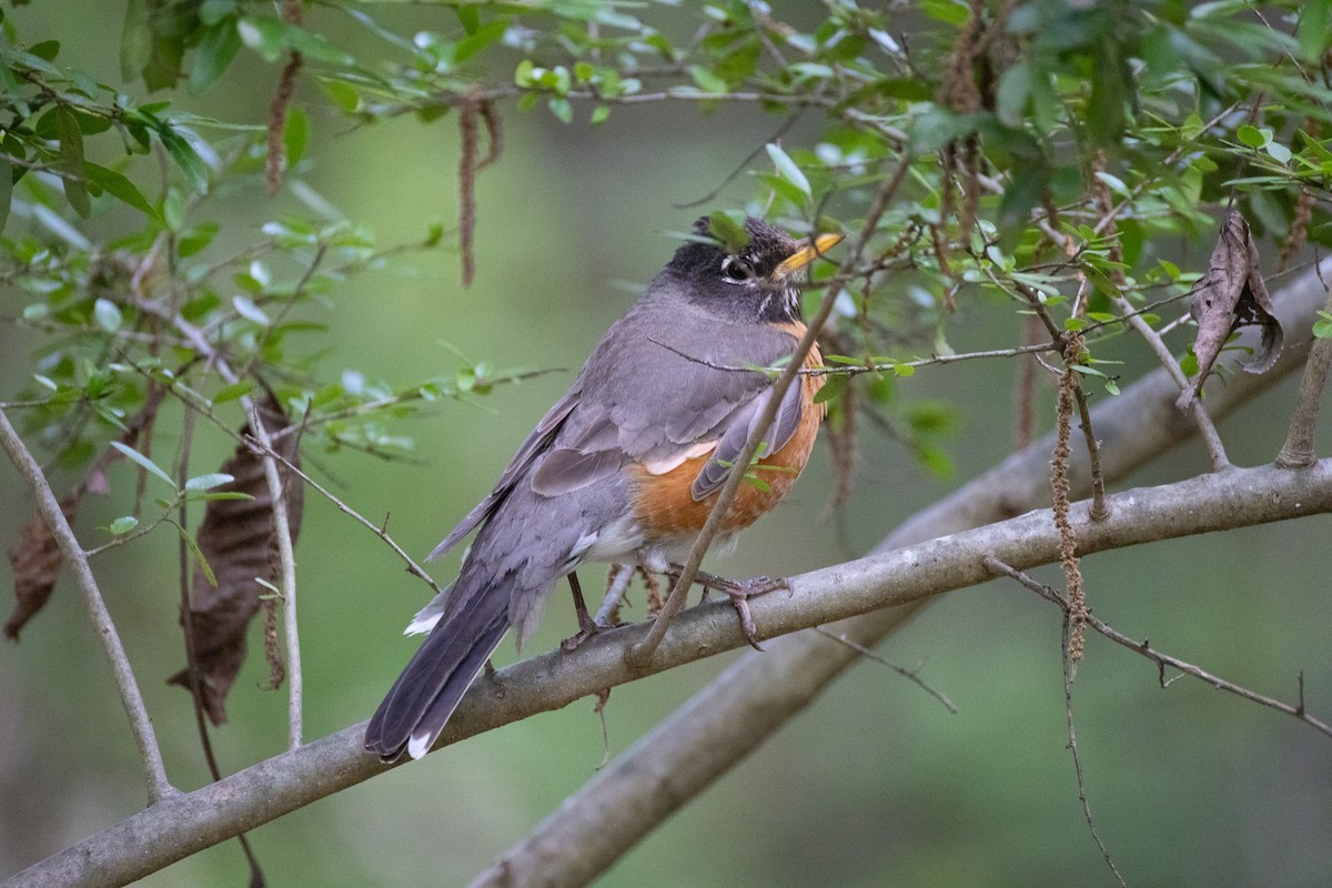 American Robin - ML637280684