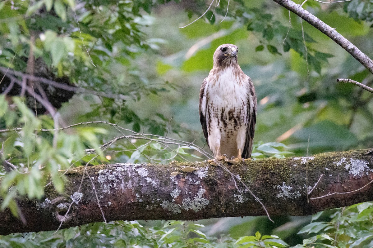 Red-tailed Hawk - ML637280732