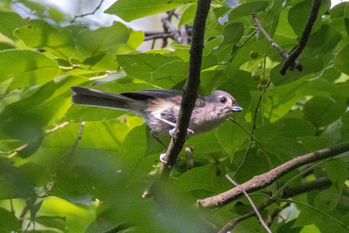 Tufted Titmouse - ML637280740