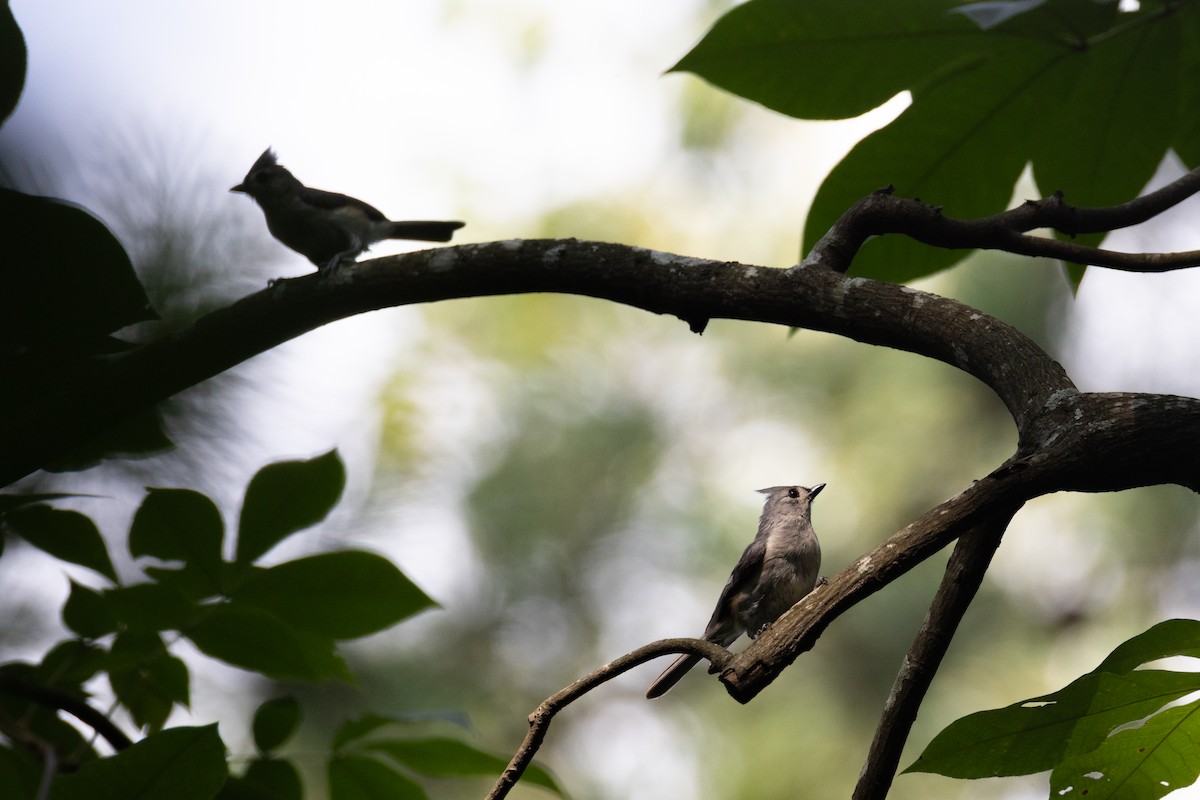 Tufted Titmouse - ML637280741