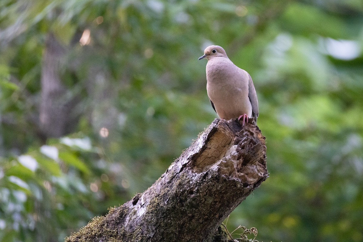 Mourning Dove - ML637280773