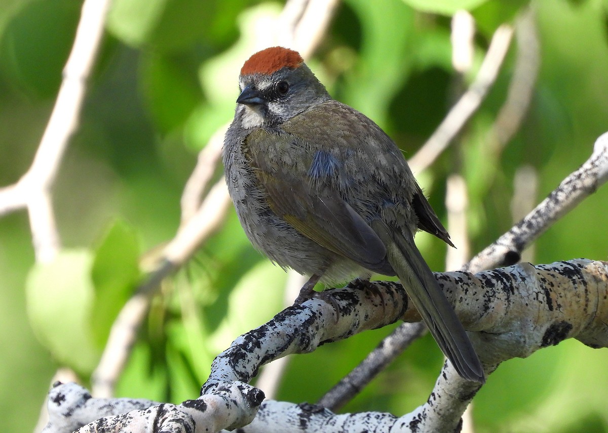 Green-tailed Towhee - ML637280894