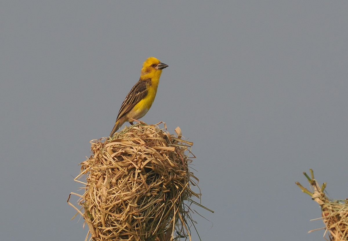 Finn's Weaver - ML637280925