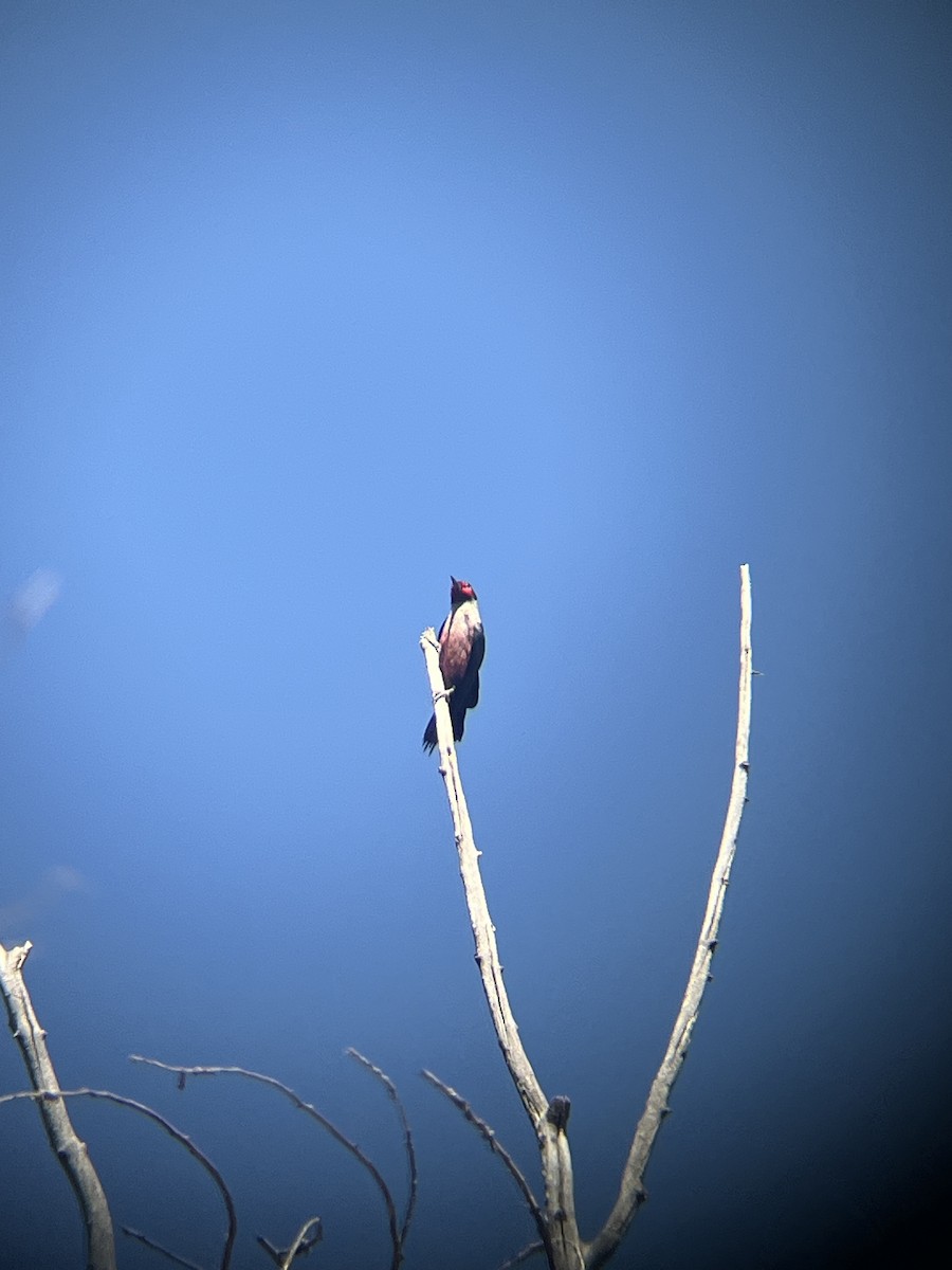 Lewis's Woodpecker - ML637280931