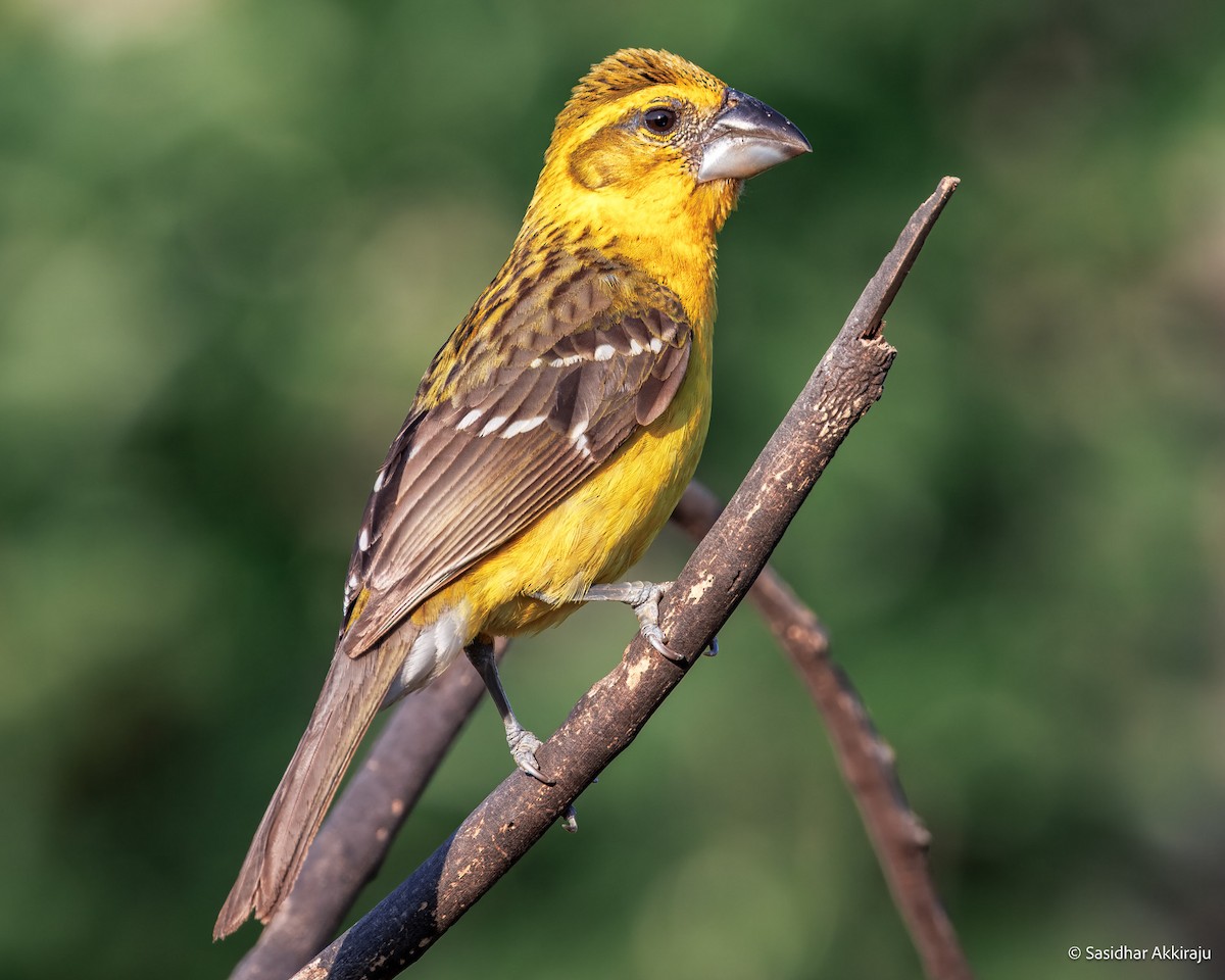 Yellow Grosbeak - ML637280934