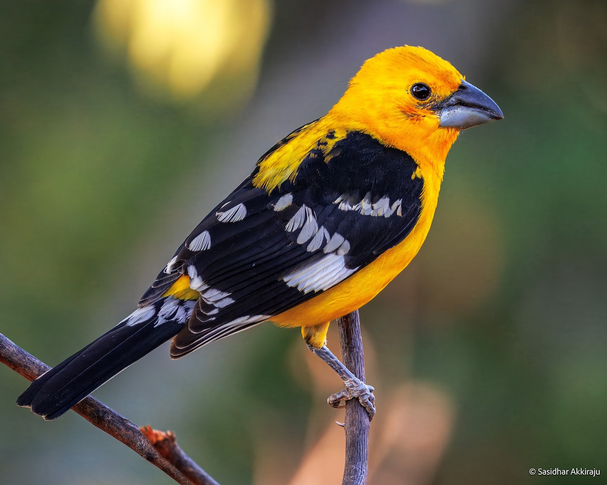Yellow Grosbeak - ML637280935