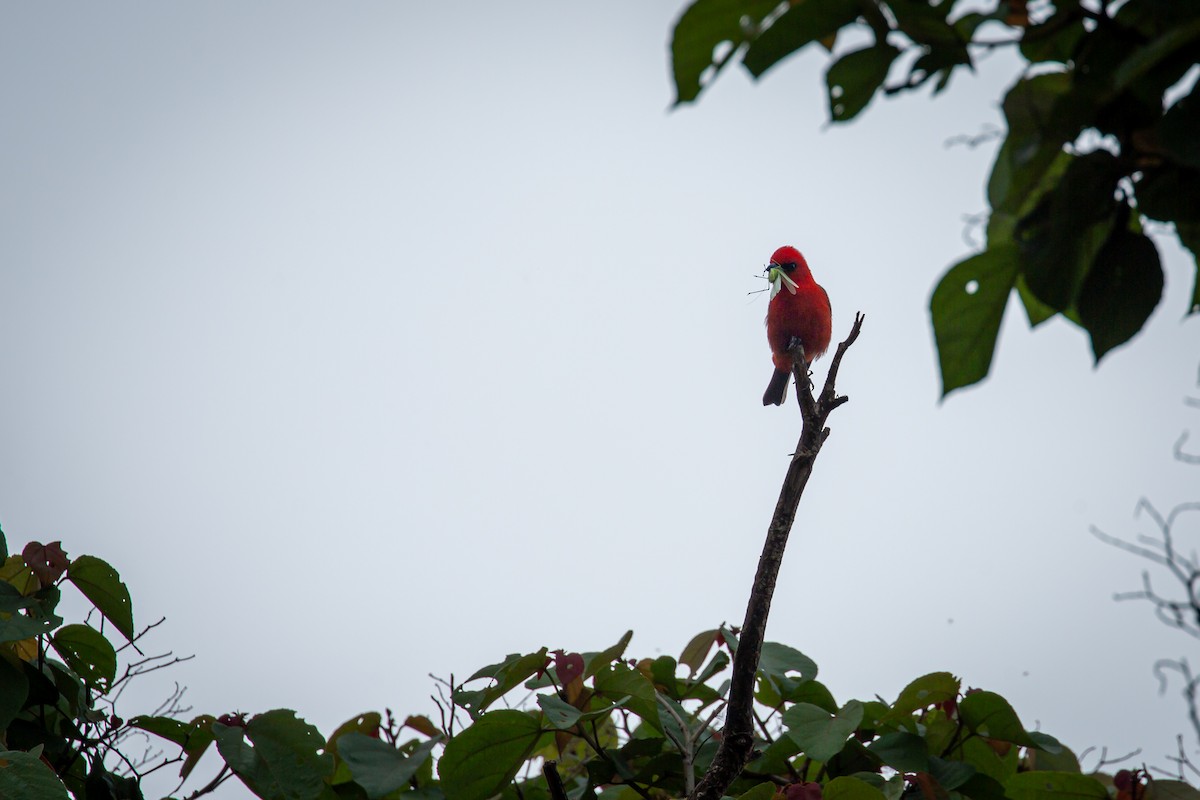 White-winged Tanager - ML637280963