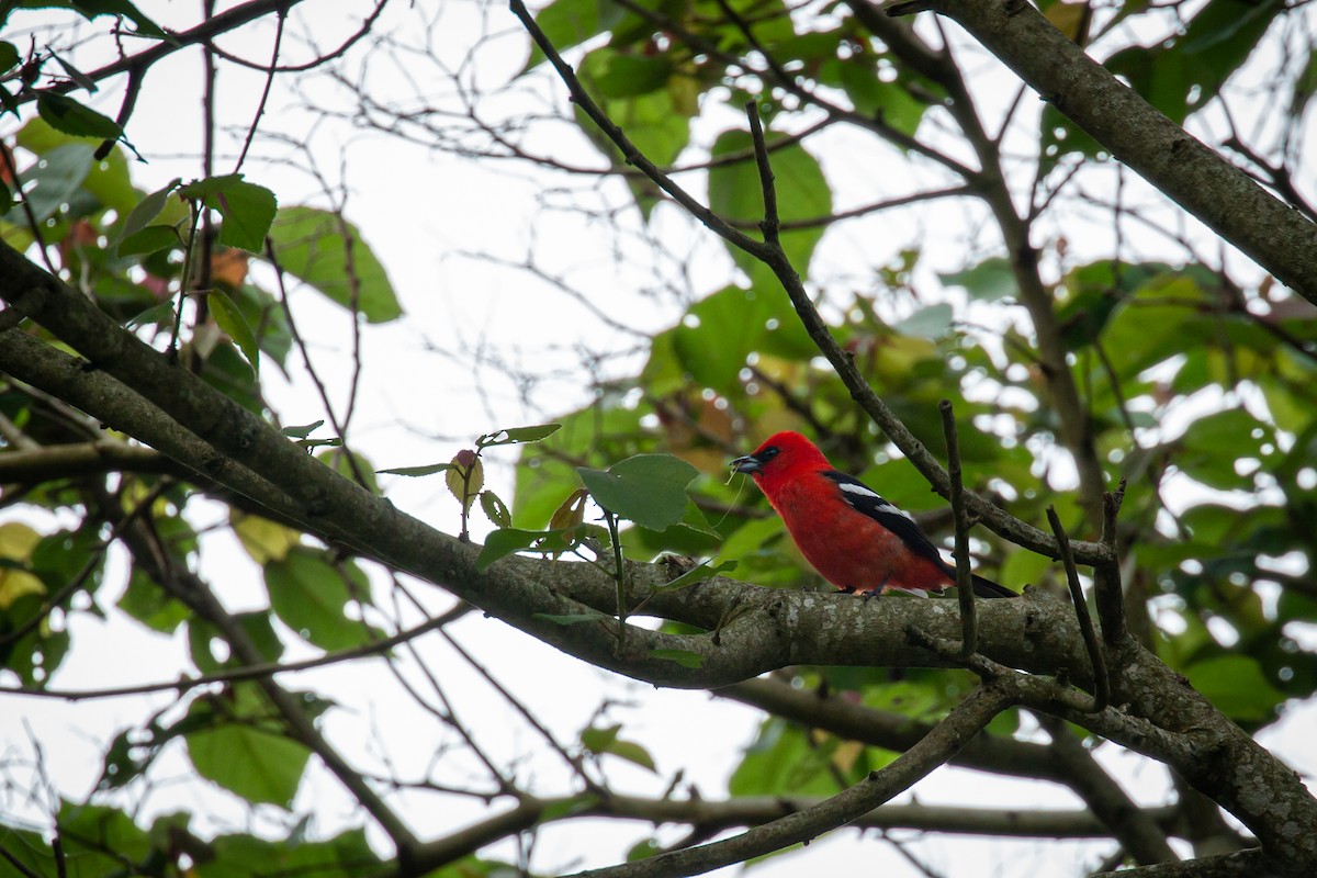 White-winged Tanager - ML637280966
