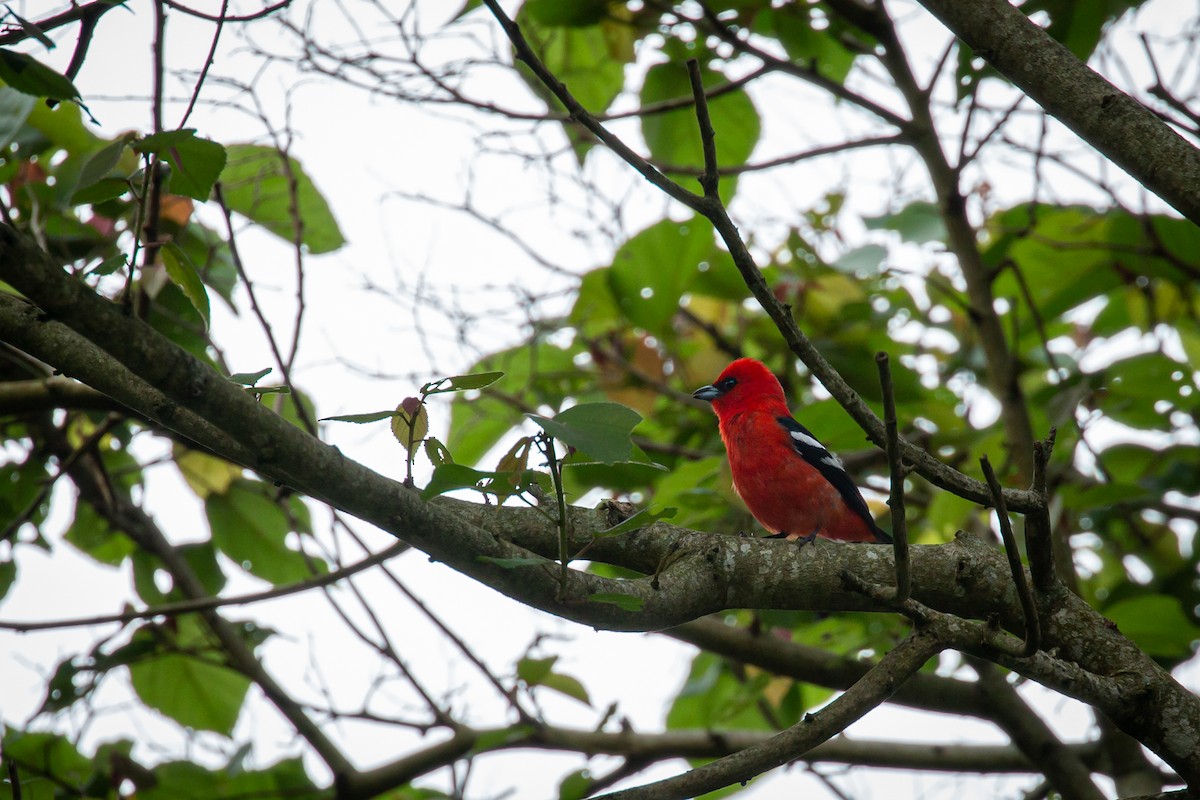 White-winged Tanager - ML637280967