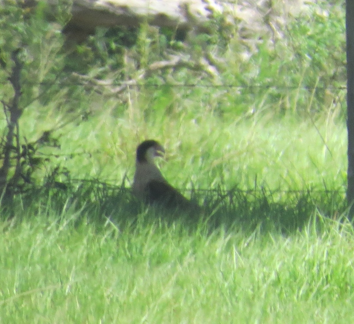Crested Caracara - ML637281021