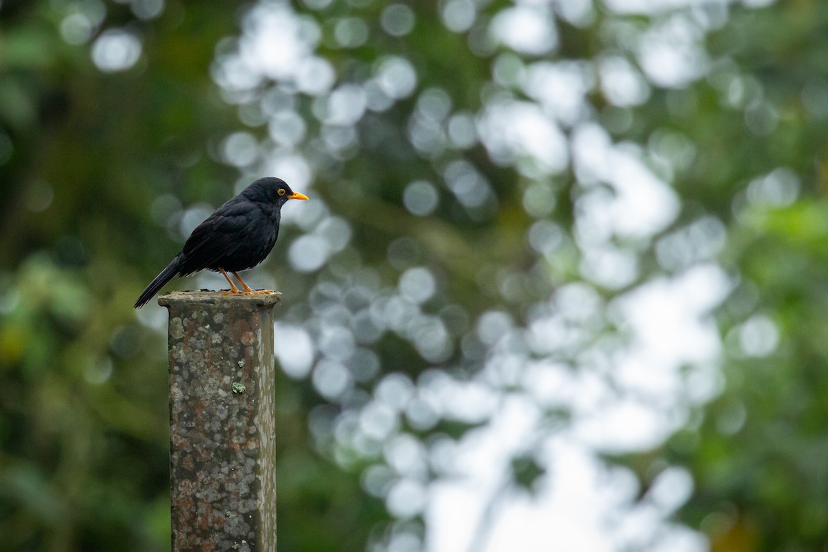 Glossy-black Thrush - ML637281043