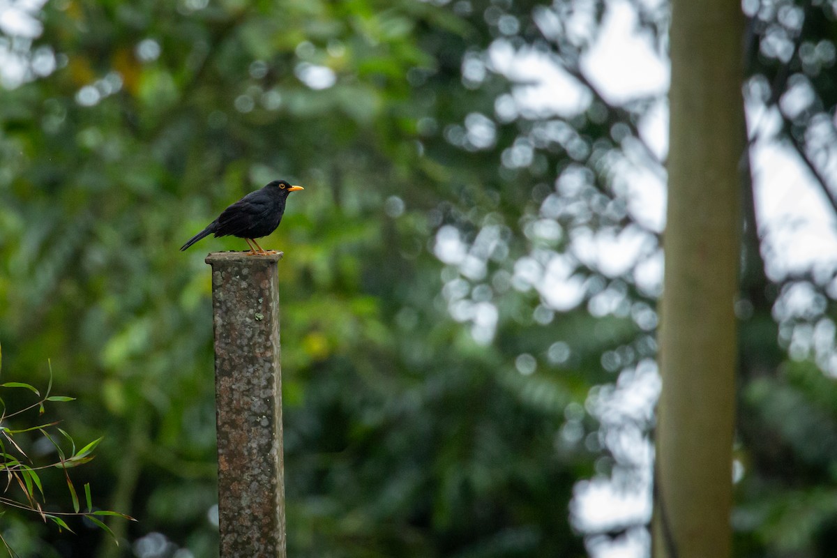 Glossy-black Thrush - ML637281045