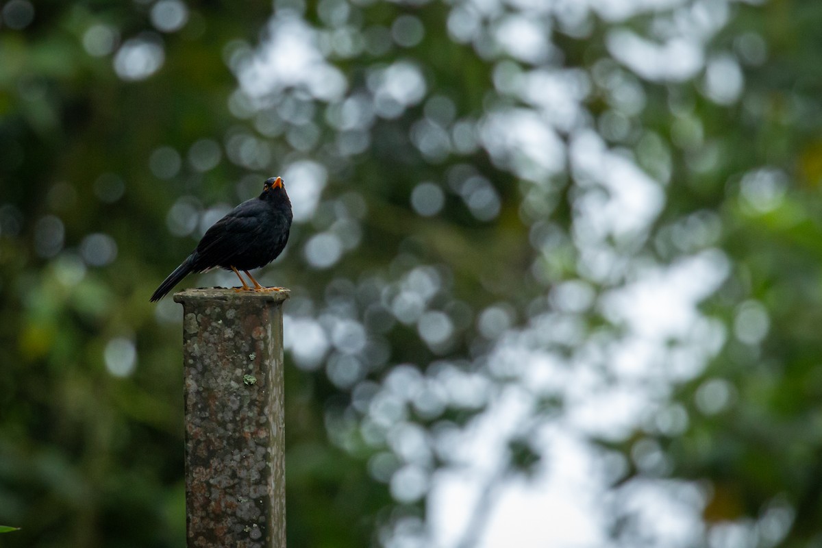 Glossy-black Thrush - ML637281047
