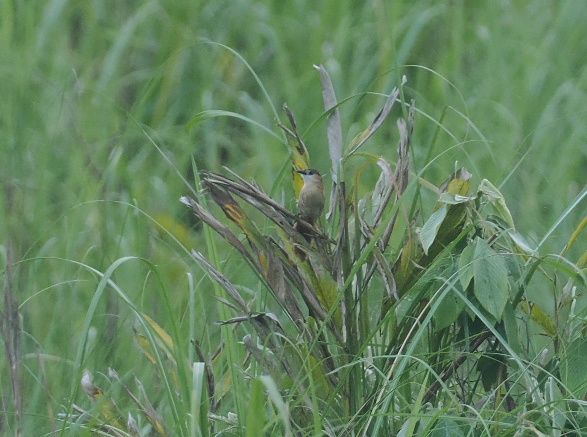 Slender-billed Babbler - ML637281104