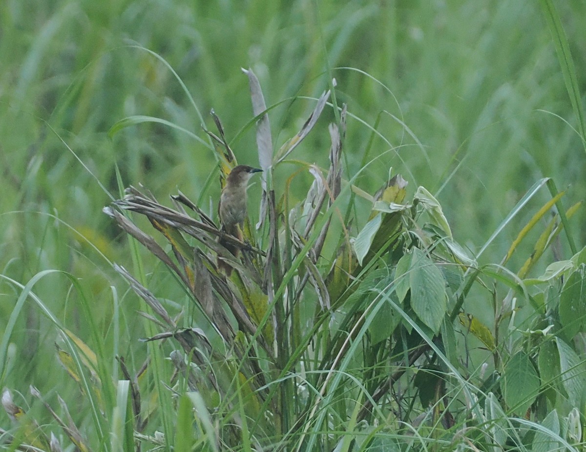 Slender-billed Babbler - ML637281132