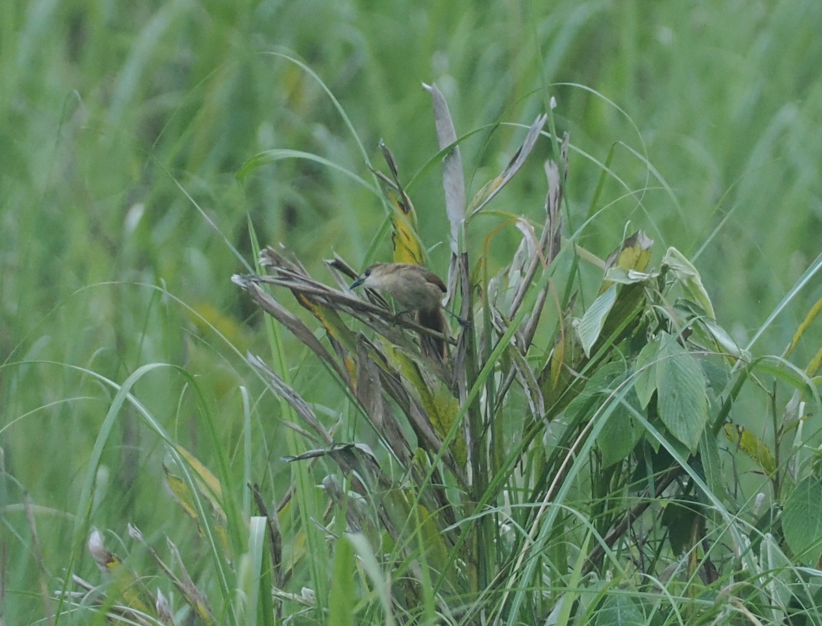 Slender-billed Babbler - ML637281175