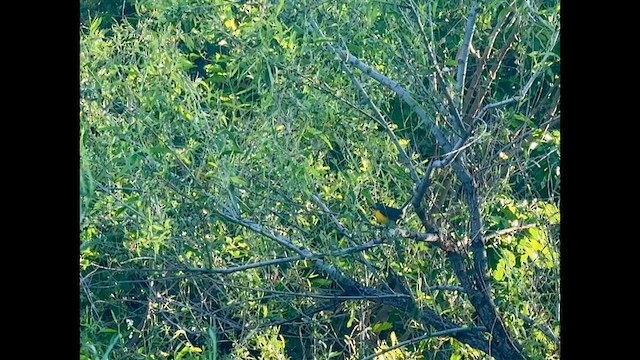 Yellow-breasted Chat - ML637281197