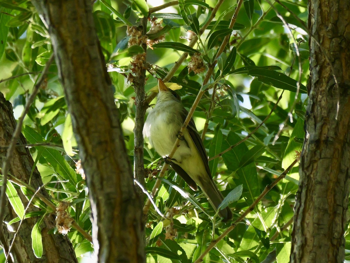 Willow Flycatcher (Southwestern) - ML637281204