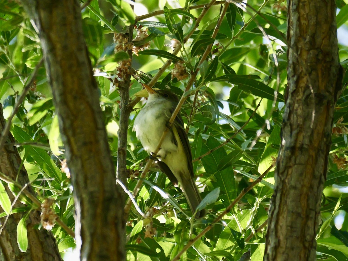 Willow Flycatcher (Southwestern) - ML637281205