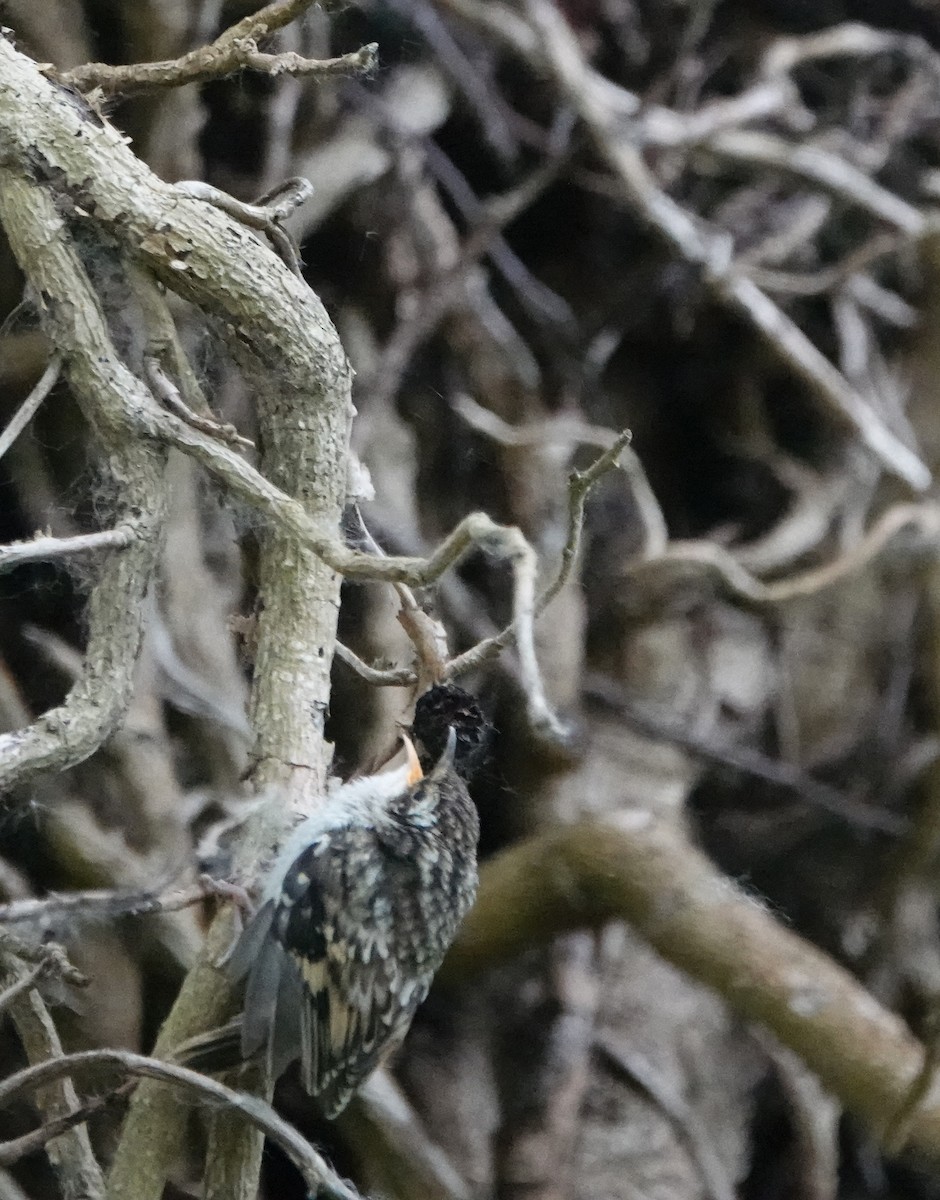 trekryper - ML637281235