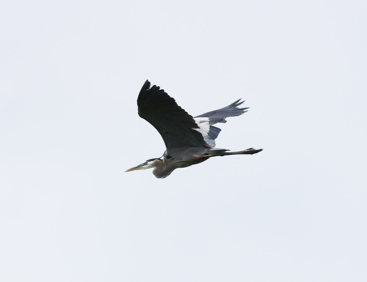 Great Blue Heron - ML637281275