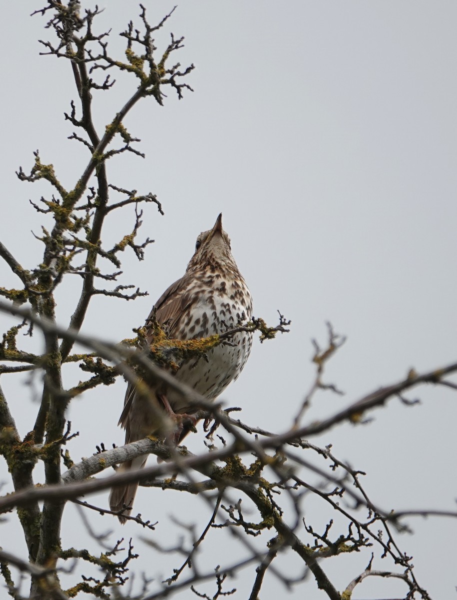 måltrost - ML637281281