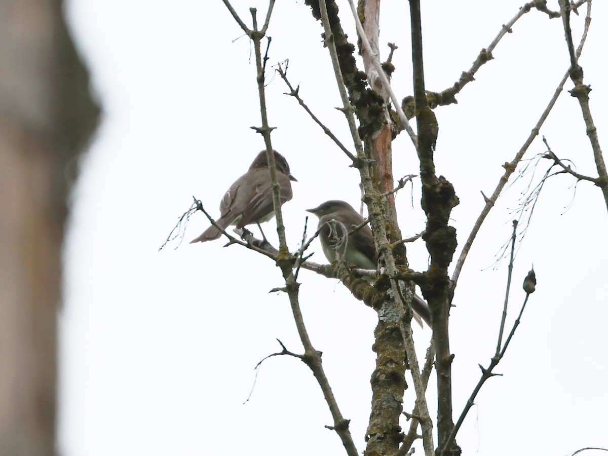 Eastern Phoebe - ML637281282