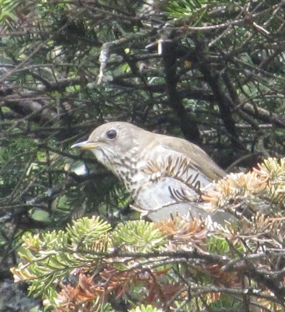 Bicknell's Thrush - ML637281290