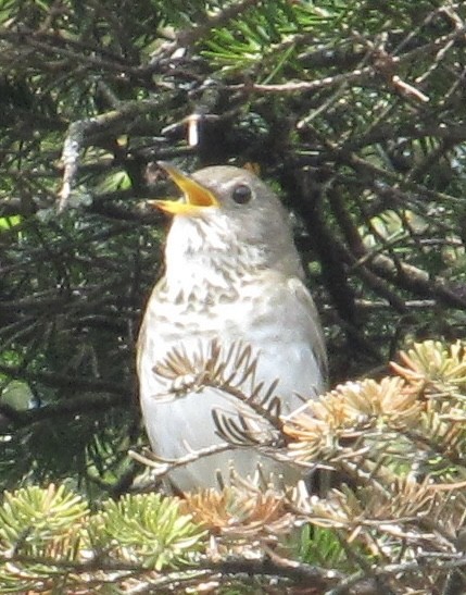 Bicknell's Thrush - ML637281291