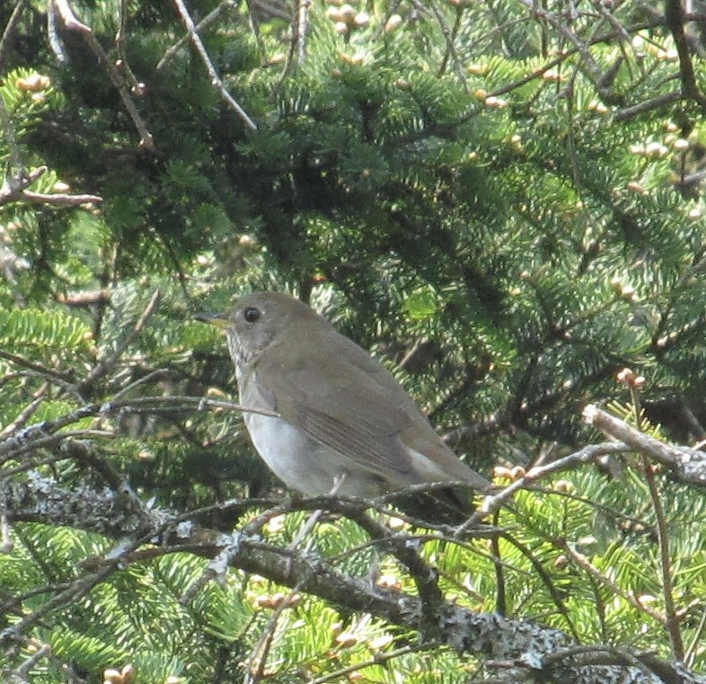 Bicknell's Thrush - ML637281292