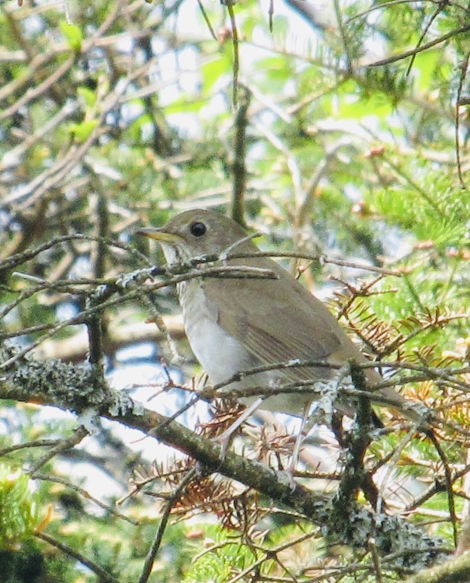 Bicknell's Thrush - ML637281293