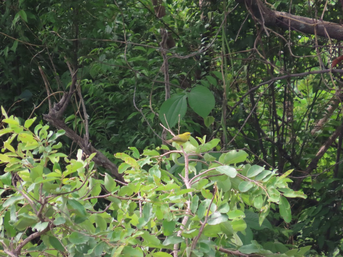 Northern Yellow White-eye - ML637281299