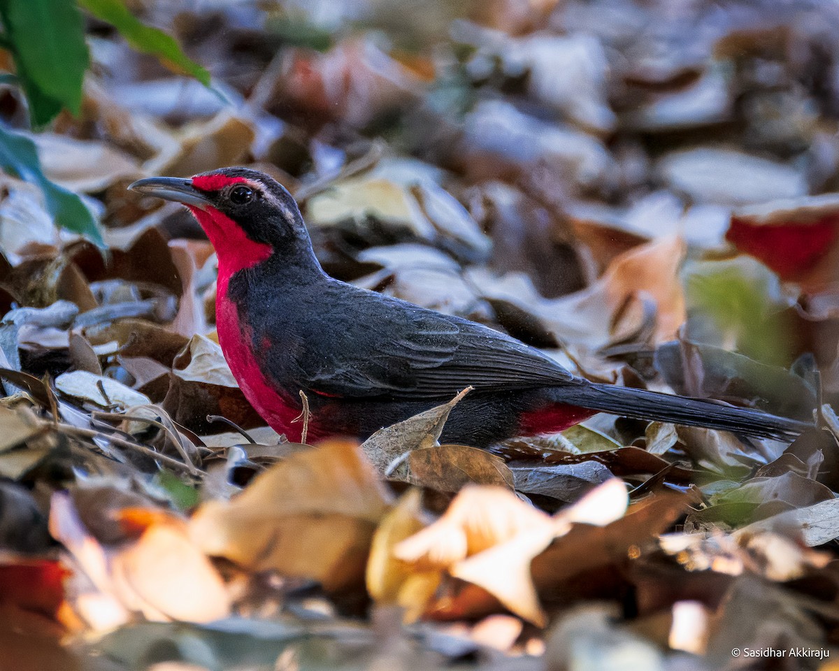Rosy Thrush-Tanager - ML637281303