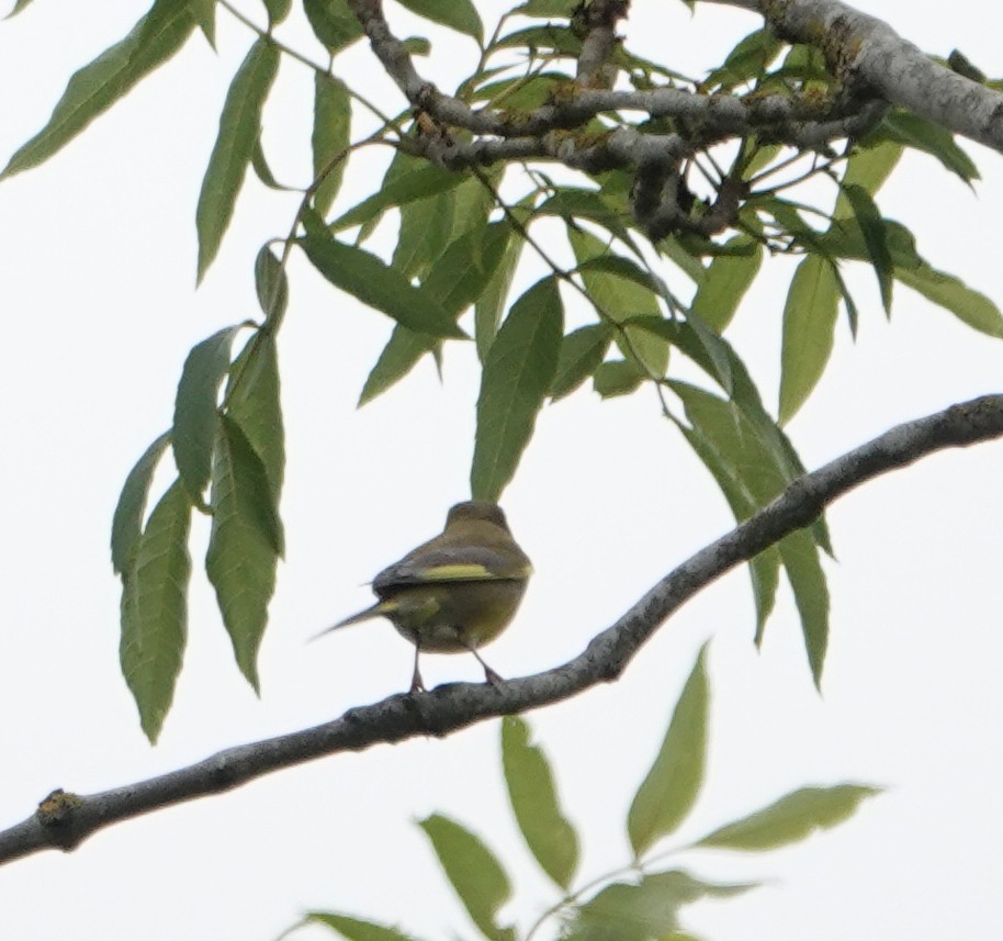 grønnfink - ML637281326